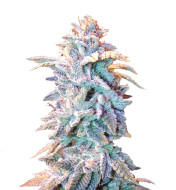 Lemon Zkittlez Autoflower