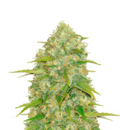 Lemonberry Haze Autoflower