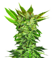 London Pound Cake Feminized