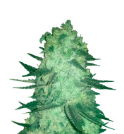 Mac & Cheese Feminized