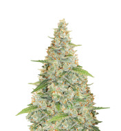 Mac Burger Feminized