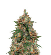 Magnum Autoflower