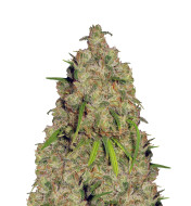 Mandarin Cookies Feminized