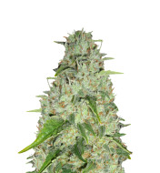 Mango Kush Feminized