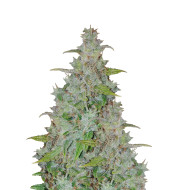 Maple Leaf Feminized