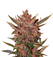 Maui Waui Feminized