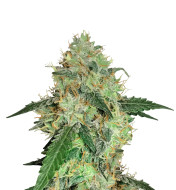 Mazar Autoflower
