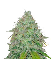 Mazar x Blueberry Feminized