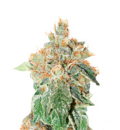 Medusa F1 Autoflower