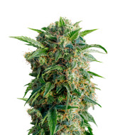 Melon Gum Feminized
