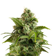 Melonade Feminized