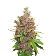 Mexican Haze Feminized
