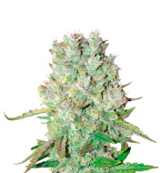 Mimosa Cake Autoflower