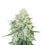 Mimosa x Orange Punch Feminized