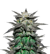 Moby Dick Autoflower