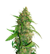 Moby Dick Feminized