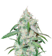 Moonshine Cookies Autoflower