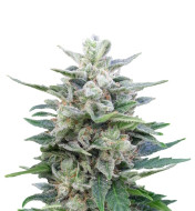 Moonshine Cookies Feminized