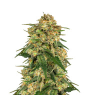 Motor Breath Feminized