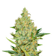 Neville Haze Autoflower