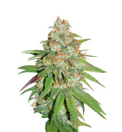 Neville's Haze Feminized