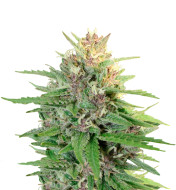 Northern Lights F1 Autoflower