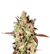 Northern Lights Fast Version