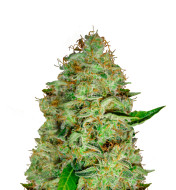 Northern Lights Feminized