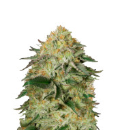 Northern Lights Regular