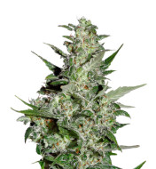 Nova OG Feminized