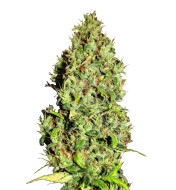 NY Diesel Autoflower