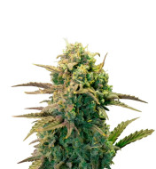 NY Diesel Feminized