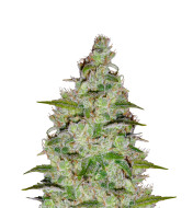 Orange Bud Feminized