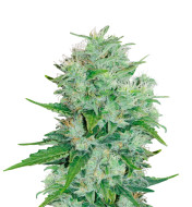 Orange Cake Feminized