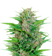 Orange Cookies Feminized