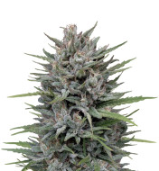 Orange Cream Autoflower