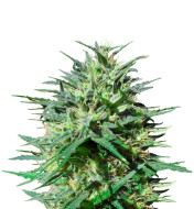 Orange Cream Feminized