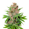 Orange Kush Feminized