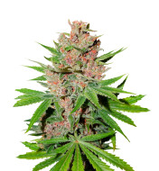 Orange Kush Feminized