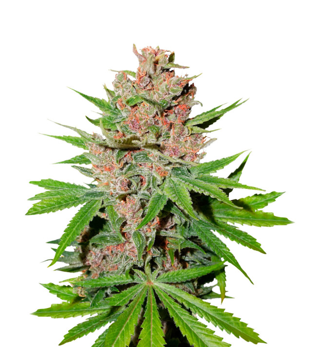 Orange Kush Feminized