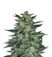 Orange Sherbet Feminized