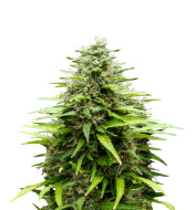 Original Glue Feminized