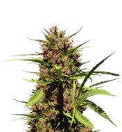 Original Lemon Pie Feminized