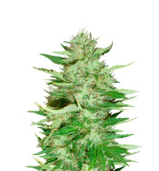 Papaya Feminized