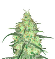 Peyote Cookies Feminized