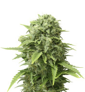 Pineapple Chunk Feminized