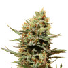 Pineapple Haze Feminized