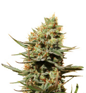 Pineapple Haze Feminized