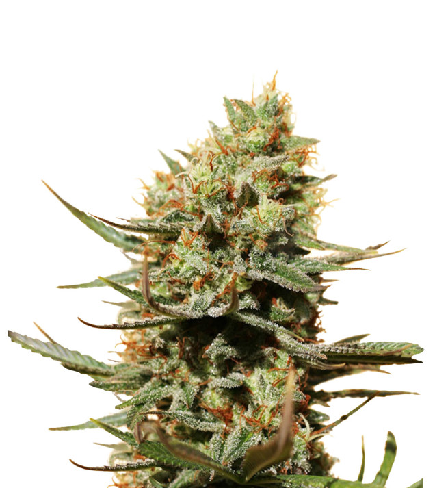 Pineapple Haze Feminized