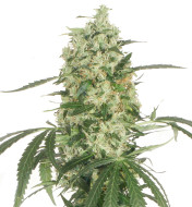 Pineapple Kush Feminized